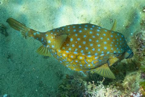 魚種類|魚類図鑑｜魚類の生態・特徴・分布｜目に見えるいき 